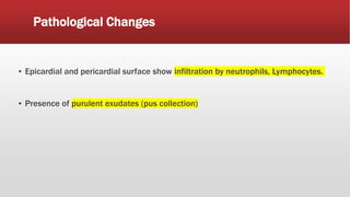 Pathological Changes
▪ Epicardial and pericardial surface show infiltration by neutrophils, Lymphocytes.
▪ Presence of purulent exudates (pus collection)
 