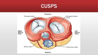 CUSPS
 