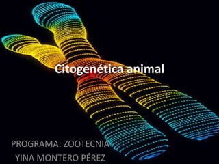 Citogenética animal
PROGRAMA: ZOOTECNIA
YINA MONTERO PÉREZ
 