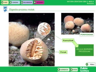 ZELULA BARNEK0 PROZESUAK Digestio-prozesu motak Koanozitoak PORIFEROAK Poroak ITZULI 