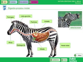 Digestio-prozesu motak Urdaila Heste lodia Gibela Hestegorria Faringea Listu-guruina Ahoa Pankrea ORNODUNAK ITZULI 
