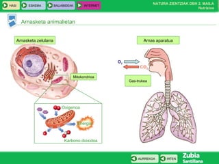 Arnasketa animalietan Arnasketa zelularra Oxigenoa Energia Karbono dioxidoa Mitokondrioa Arnas aparatua O 2 CO 2 Gas-trukea 
