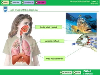 Gas trukaketako azalerak Azalera meheak Azalera beti hezeak Odol-hodiz estaliak 