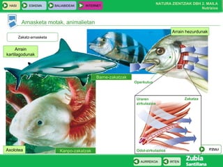 Arnasketa motak, animalietan Zakatz-arnasketa Arrain hezurdunak Axolotea Kanpo-zakatzak Barne-zakatzak Arrain kartilagodunak Zakatza Operkulua Uraren zirkulazioa Odol-zirkulazioa ITZULI 