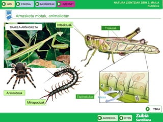 Intsektuak Miriapodoak Araknidoak Arnasketa motak, animalietan Trakeak Airea Espirakulua TRAKEA-ARNASKETA ITZULI 