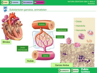 Odola Hidrolinfa  Hemolinfa Hodiak Bihotza Substantzien garraioa, animalietan Garraio likidoa Arteria Zaina Zelulak Likido interstiziala Kapilareak 