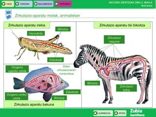 Oxigeno ugariko odola Oxigeno urriko odola Zirkulazio-aparatu motak, animalietan Zirkulazio aparatu irekia Zirkulazio aparatu itxi bikoitza Zirkulazio aparatu bakuna Bihotza Ostioloak Hemolinfa Bihotza Bihotza Zakatzak Odol- zirkulazioaren noranzkoa Zirkulazio nagusia Zirkulazio txikia 