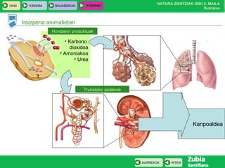 Kanpoaldea Karbono  dioxidoa Amoniakoa Urea Iraizpena animalietan Hondakin produktuak Truketako azalerak 
