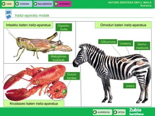Iraitz-aparatu motak Intsektu baten iraitz-aparatua Ornodun baten iraitz-aparatua Krustazeo baten iraitz-aparatua Digestio-hodia Guruin berdea Malpighiren hodixkak Ureterra Giltzurruna Uretra Gernu-maskuria 