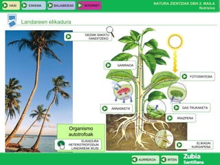 Landareen elikadura Organismo autotrofoak ELIKAGAI XURGAPENA FOTOSINTESIA GARRAIOA ARNASKETA IRAIZPENA GEZIAK SAKATU HANDITZEKO  GAS TRUKAKETA ELIKADURA HETEROTROFODUN LANDAREAK IKUSI 