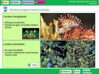 Elikadura osagarria duten landareak Landare haragijaleak: Elikadura autotrofoa Intsektuen gatz mineralak hartzen  dituzte Landare parasitoak: Ez dute klorofilarik Landare ostalariaren izerdi landua  hartzen dute ITZULI 