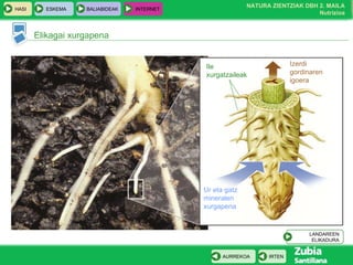 Elikagai xurgapena Ile xurgatzaileak Izerdi gordinaren igoera Ur eta gatz mineralen xurgapena LANDAREEN ELIKADURA 