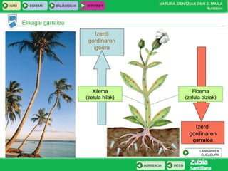 Izerdi gordinaren  garraioa Izerdi gordinaren igoera Elikagai garraioa Xilema (zelula hilak) Floema (zelula biziak) LANDAREEN ELIKADURA 
