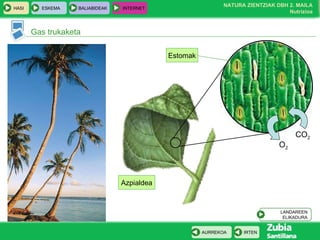 Azpialdea Gas trukaketa Estomak CO 2 O 2 LANDAREEN ELIKADURA 