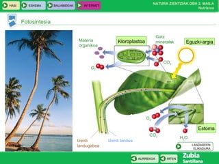 Eguzki-argia Kloroplastoa Estoma Fotosintesia Izerdi landugabea Izerdi landu a Materia organikoa O 2 Gatz mineralak CO 2 O 2 CO 2 H 2 O LANDAREEN ELIKADURA 