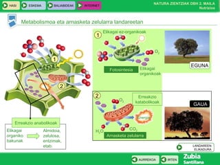 Erreakzio anabolikoak Metabolismoa eta arnasketa zelularra landareetan EGUNA GAUA Fotosintesia Arnasketa zelularra Erreakzio katabolikoak Energia O 2 CO 2 H 2 O 1 2 1 2 O 2 Elikagai organikoak Elikagai ez-organikoak Elikagai organiko bakunak Almidoia, zelulosa, entzimak, etab. LANDAREEN ELIKADURA 