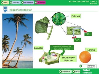 Zelula arteko espazioa Hondakin produktuak (oinarrizko olioak) Iraizpena landaretan Bakuoloa Laranja Estomak CO 2 O 2 LANDAREEN ELIKADURA 