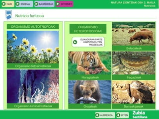 Nutrizio funtzioa ORGANISMO AUTOTROFOAK Organismo fotosintetikoak Organismo kimiosintetikoak ORGANISMO HETEROTROFOAK Belarjaleak Haragijaleak Iragazleak Orojaleak Sarraskijaleak ELIKADURAN PARTE HARTZEN DUTEN  PROZESUAK 