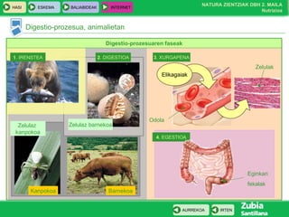 Digestio-prozesua, animalietan Digestio-prozesuaren faseak 1 . IRENSTEA 2 . DIGESTIOA Zelulaz barnekoa Barnekoa 3 . XURGAPENA Elikagaiak Zelulak 4 . EGESTIOA Eginkari fekalak Zelulaz  kanpokoa Kanpokoa Odola 
