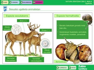 Banako bakoitzak gonada mota biak ditu. Substratuari itsatsitako animaliak, mugimendu motelak, parasitoak. Barraskiloak Zelula sexualak Zelula sexualak Sexuzko ugalketa animalietan Espezie sexubakarra Espezie hermafrodita Arra ( ♂ ) Emea ( ♀ ) Gonadak (barrabilak) Gonadak (obulutegiak) 