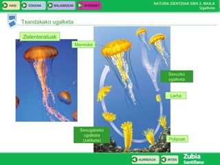 Txandakako ugalketa Sexuzko ugalketa Sexugabeko ugalketa (zatiketa) Larba Polipoak Zelenteratuak Marmoka 