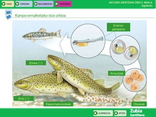 Kanpo-ernalketako bizi-zikloa Arra  ( ♂ ) Emea  ( ♀ ) Obuluak Espermatozoideak Enbrioi-garapena Arrautzak 