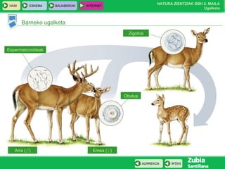 Barneko ugalketa Arra  ( ♂ ) Emea ( ♀ ) Obulua Espermatozoideak Zigotoa 