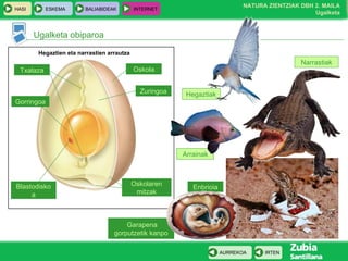 Enbrioia Garapena gorputzetik kanpo Arrainak Hegaztiak Ugalketa obiparoa Narrastiak Hegaztien eta narrastien arrautza Oskola Txalaza Zuringoa Gorringoa Blastodiskoa Oskolaren mitzak 