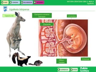 Ugaztunak Ugalketa bibiparoa Plazenta Garapena amaren barnean Zilbor-hestea Umetokia Enbrioia 