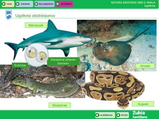 Marrazoak Ugalketa obobibiparoa Arraiak Sugeak Muskerrak Garapena amaren barnean Enbrioia 