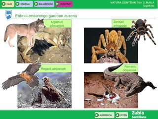 Zenbait artropodo Hegazti obiparoak Ugaztun bibiparoak Enbrioi-ondorengo garapen zuzena Narrastu obiparoak 