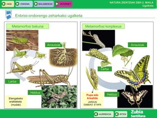 Pupa edo krisalida JARDUN GABEKO  ETAPA Larba Larba Arrautzak Enbrioi-ondorengo zeharkako ugalketa Metamorfosi bakuna Metamorfosi konplexua Arrautzak Heldua Heldua Etengabeko eraldaketa  (mudak) 