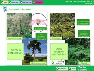 Landareen bizi-zikloa LOREDUN LANDAREAK LORE GABEKO LANDAREAK Angiospermoak Gimnospermoak Goroldioak Garoak Gametofitoa ZATI IKUSKORRA Gametofitoa ZATI IKUSTEZINA Esporofitoa ZATI IKUSKORRA Esporofitoa IRUDIA  HANDITU 