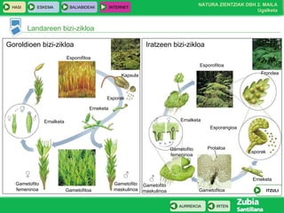 Landareen bizi-zikloa Goroldioen bizi-zikloa Iratzeen bizi-zikloa Esporofitoa Esporofitoa Kapsula Esporak Erneketa Gametofitoa Gametofito maskulinoa Gametofito femeninoa Ernalketa ♂ ♀ ♀ ♂ Gametofitoa Erneketa Esporangioa Esporak Frondea Ernalketa ♀ ♂ Gametofito maskulinoa ♂ Gametofito femeninoa ♀ Protaloa ITZULI 