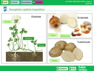 Tipula Sexugabeko ugalketa begetatiboa Hirusta Estoloia Kimua Estoloiak Erraboilak Tuberkuluak Patata Baratxuria 