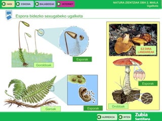 Garoak Espora bidezko sexugabeko ugalketa Esporak Goroldioak Esporak Esporak Onddoak EZ DIRA LANDAREAK 