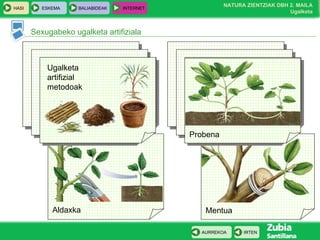 Sexugabeko ugalketa artifiziala Ugalketa artifizial metodoak Aldaxka Mentua Probena 