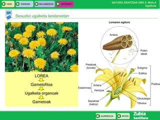 Sexuzko ugalketa landareetan LOREA Gametofitoa Ugalketa organoak Gametoak Lorearen egitura Antera Polen aleak Antera Harizpia Estaminea Sepaloak (kaliza) Estigma Estiloa Obulutegia Obulua Pistiloa Petaloak (korola) 