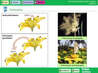 Polinizazioa Auto-polinizazioa Polinizazio gurutzatua polena polena Polinizazioa haizeagatik Polinizazioa animaliengatik 