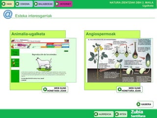 Esteka interesgarriak Angiospermoak WEB GUNE HONETARA JOAN Animalia-ugalketa WEB GUNE HONETARA JOAN HASIERA 