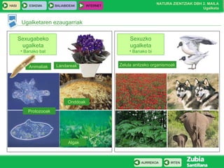 Animaliak Landareak Ugalketaren ezaugarriak Sexugabeko ugalketa Banako bat Protozooak Onddoak Algak Sexuzko ugalketa Banako bi Zelula anitzeko organismoak 