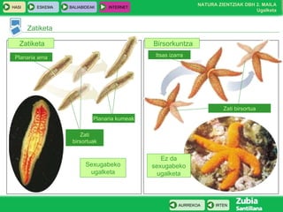Zatiketa Zatiketa Birsorkuntza Sexugabeko ugalketa Ez da sexugabeko ugalketa Planaria kumeak Zati birsortuak Planaria ama Itsas izarra Zati birsortua 