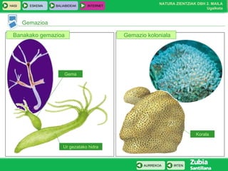 Gemazioa Banakako gemazioa Gemazio koloniala Ur gezatako hidra Gema Korala 