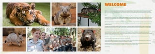 WELCOME
Dreamworld Wildlife Foundation (DWF) was established in 2012 to provide support, practical assistance and funding for wildlife conservation
initiatives, particularly relating to the ecology of threatened and endangered species. DWF is approved under its constitution to support
direct conservation efforts, relevant research, public education, advocacy and co-operation with like-minded organisations and regulatory
authorities to protect wildlife.
DWF has partnered with the Zoological Society of London and the Global Tiger Patrol to establish and promote the pre-eminent global tiger
conservation charity, 21st Century Tiger. Through its relationships with 21st Century Tiger and other charities, DWF is able to actively help to
protect tigers in the wild with education, anti-poaching and community engagement initiatives. DWF is the largest zoological donor to tiger
conservation in the world.
DWF is internationally known for its work supporting tiger conservation in the wild. I hope that through reading this brochure you will come
to understand the depth of our involvement in not only tiger conservation but the protection and conservation of our own native Australian
endangered species.
The fragility of the environment, disease and the ongoing impact of introduced species in Australia have left a number of unique endemic
animals on the endangered species list. DWF supports research, habitat conservation and education for wildlife such as; Koalas, Bilbies,
Tree Kangaroos, Wombats, Tasmanian Devils, Frogs and Bristlebirds.
Since being established in 2012, DWF has generated public donations over $2 million. These donations are directly linked from royalties
within the Dreamworld Themepark business of Ardent Leisure. The donations from merchandise and all wildlife activities within the
Themepark division supplemented by public donations received through bequests, workplace giving program, website and in-park donation
boxes have contributed to this public donation stream.
The wildlife on display at Dreamworld are ambassadors for their wild cousins. Without getting up close and personal to these amazing
creatures, we could not possibly generate the revenue for the charity DWF.
I want to acknowledge all the guests that come to Dreamworld Themepark Division and contribute to this amazing charity. Without your
ongoing support we could not deliver the conservation outcomes for our wildlife.
On behalf of the Board, I would like to thank our volunteers and donors for their invaluable support and assistance and am sure that in the
future through the enthusiasm and passion for our wildlife our conservation efforts will be realised.
Yours sincerely
Craig Davidson
 