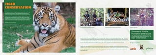 FFI TCPU Rangers dismantle tiger snare Three tiger poacher traders arrested in Kerinci Sumatran Tiger Kerinci
Together with other members of the Zoo and Aquarium Association, DWF joined in a partnership with the Southeast Asia Regional office of
TRAFFIC to support a project to combat the illegal trading in wildlife. This trade has a negative impact on global biodiversity and educational
initiatives help support the empowerment of visitors, communities and wider stakeholder networks to take positive action to combat the
illegal wildlife trade.
Through Flora and Fauna International, DWF supports the Kerinci-Seblat Tiger Protection and Conservation Program on the Indonesian
island of Sumatra. The Kerinci-Seblat National Park is an important tiger habitat for the critically endangered Sumatran Tiger. The project
is a highly active program with five Tiger Protection and Conservation Units operating in the field and working out of four camps around the
national park. The objective is to ensure the long-term conservation of wild Sumatran Tigers by controlling the poaching of not only tigers but
also their prey, habitat loss and effective mitigation of human-tiger conflict. We believe over 30 tigers are protected in this area.
TIGER
CONSERVATION
DWF supports a number of tiger conservation project in the wild. Through
the alliance with 21st Century Tiger, DWF supports the Phoenix Fund, a
conservation charity operating in the Primorsky region in the south of the
Russian Far East. The region borders the People’s Republic of China and
the Democratic People’s Republic of Korea and is home to the critically
endangered Amur Tiger and Amur Leopards. DWF supports the Phoenix Fund
in educate surrounding communities and providing vehicles and training
in support of anti-poaching patrols in Russia's oldest nature reserve, the
Kedrovaya Pad Nature Reserve.
Dreamworld Wildlife
Foundation is the largest
Zoological contributor to
tiger conservation.
Our Conservation Partner
 