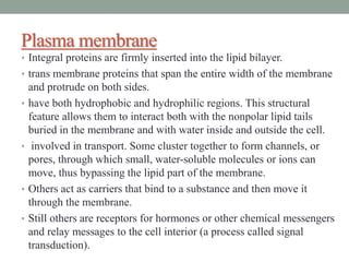 Plasma membrane
• Integral proteins are firmly inserted into the lipid bilayer.
• trans membrane proteins that span the entire width of the membrane
and protrude on both sides.
• have both hydrophobic and hydrophilic regions. This structural
feature allows them to interact both with the nonpolar lipid tails
buried in the membrane and with water inside and outside the cell.
• involved in transport. Some cluster together to form channels, or
pores, through which small, water-soluble molecules or ions can
move, thus bypassing the lipid part of the membrane.
• Others act as carriers that bind to a substance and then move it
through the membrane.
• Still others are receptors for hormones or other chemical messengers
and relay messages to the cell interior (a process called signal
transduction).
 
