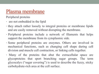 Plasma membrane
Peripheral proteins
• are not embedded in the lipid
• they attach rather loosely to integral proteins or membrane lipids
and are easily removed without disrupting the membrane.
• Peripheral proteins include a network of filaments that helps
support the membrane from its cytoplasmic side.
• Some peripheral proteins are enzymes. Others are involved in
mechanical functions, such as changing cell shape during cell
division and muscle cell contraction, or linking cells together.
• Many of the proteins that abut the extracellular space are
glycoproteins that sport branching sugar groups. The term
glycocalyx (“sugar covering”) is used to describe the fuzzy, sticky
carbohydrate-rich area at the cell surface.
 