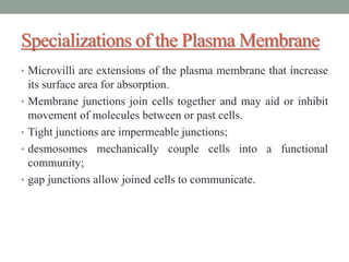 Specializations of the Plasma Membrane
• Microvilli are extensions of the plasma membrane that increase
its surface area for absorption.
• Membrane junctions join cells together and may aid or inhibit
movement of molecules between or past cells.
• Tight junctions are impermeable junctions;
• desmosomes mechanically couple cells into a functional
community;
• gap junctions allow joined cells to communicate.
 