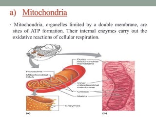 a) Mitochondria
• Mitochondria, organelles limited by a double membrane, are
sites of ATP formation. Their internal enzymes carry out the
oxidative reactions of cellular respiration.
 