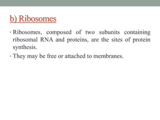 b) Ribosomes
• Ribosomes, composed of two subunits containing
ribosomal RNA and proteins, are the sites of protein
synthesis.
• They may be free or attached to membranes.
 